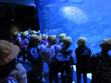 3・4年校外学習（京都水族館）を開きます。