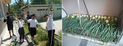 玉ねぎ収穫