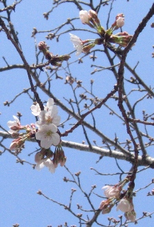 桜、開花宣言